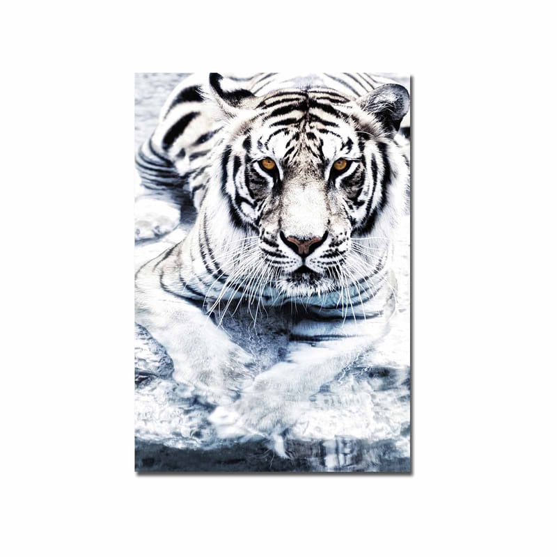 Lerretsbilde 70x100 cm - Majestetisk hvit tiger som ligger i vannet - Hvit / Svart / Grå - Interiør - Maleri & posters - Lerretsbilder