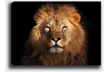 Lerretsbilde 70x100 cm - Majestetisk løvehode med intenst blikk - Gull / Brun / Svart - Interiør - Maleri & posters - Lerretsbilder