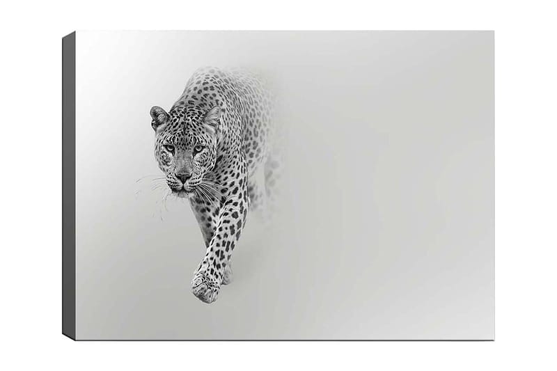 Lerretsbilde 70x100 cm - Majestetisk leopard som beveger seg fremover i en stilig og minimalistisk komposisjon, Svart / Grå