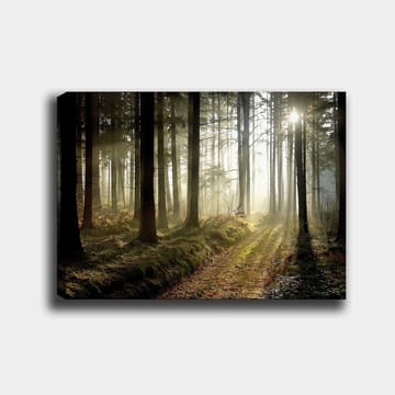 Lerretsbilde 70x100 cm - Mystisk skog med solstråler som bryter gjennom trærne - Mørkegrønn / Lysegrønn / Brun - Interiør - Maleri & posters - Lerretsbilder