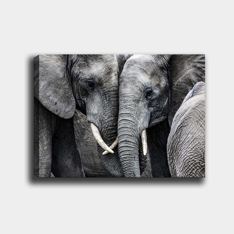 Lerretsbilde 70x100 cm - Nærbilde av elefanter som viser ansiktene sine og beiter i en intim samling, Grå / Hvit
