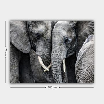 Lerretsbilde 70x100 cm - Nærbilde av elefanter som viser ansiktene sine og beiter i en intim samling - Grå / Hvit - Interiør - Maleri & posters - Lerretsbilder