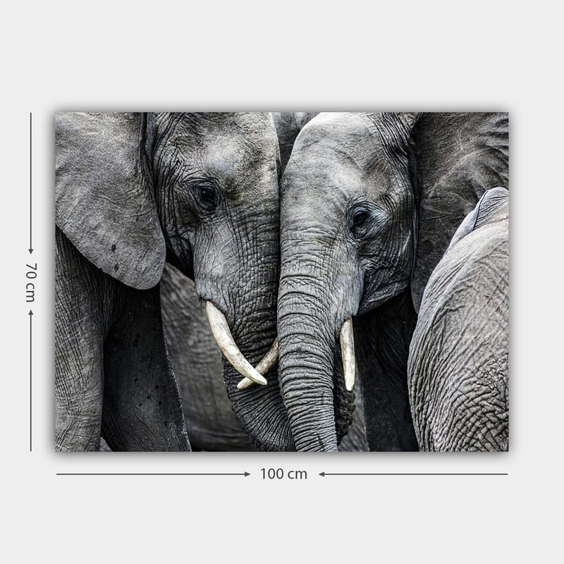 Lerretsbilde 70x100 cm - Nærbilde av elefanter som viser ansiktene sine og beiter i en intim samling - Grå / Hvit - Interiør - Maleri & posters - Lerretsbilder