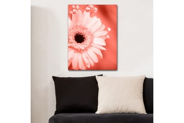 Lerretsbilde 70x100 cm - Nærbilde av en rosa blomst med mørk midt - Rosa / Svart - Interiør - Maleri & posters - Lerretsbilder