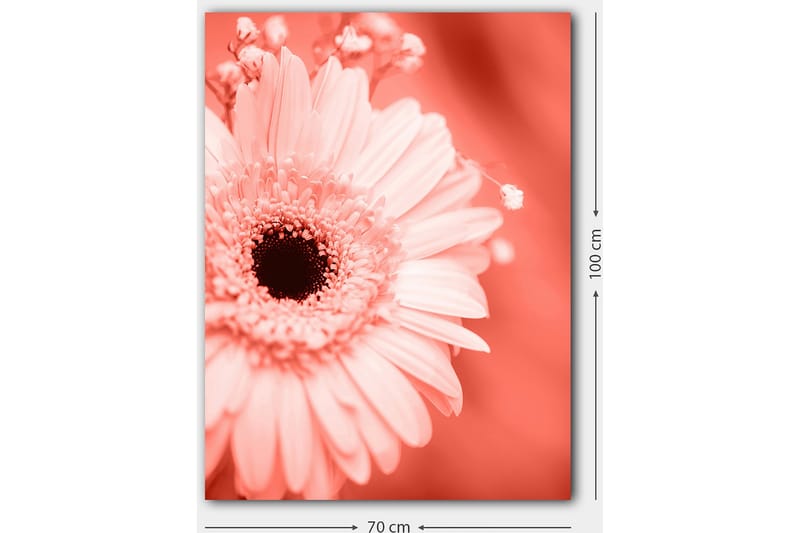 Lerretsbilde 70x100 cm - Nærbilde av en rosa blomst med mørk midt - Rosa / Svart - Interiør - Maleri & posters - Lerretsbilder