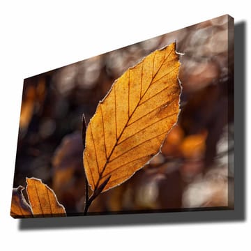 Lerretsbilde 70x100 cm - Nærbilde av et gyllent høstblad med detaljerte årer - Gyllenoransje / Brun - Interiør - Maleri & posters - Lerretsbilder