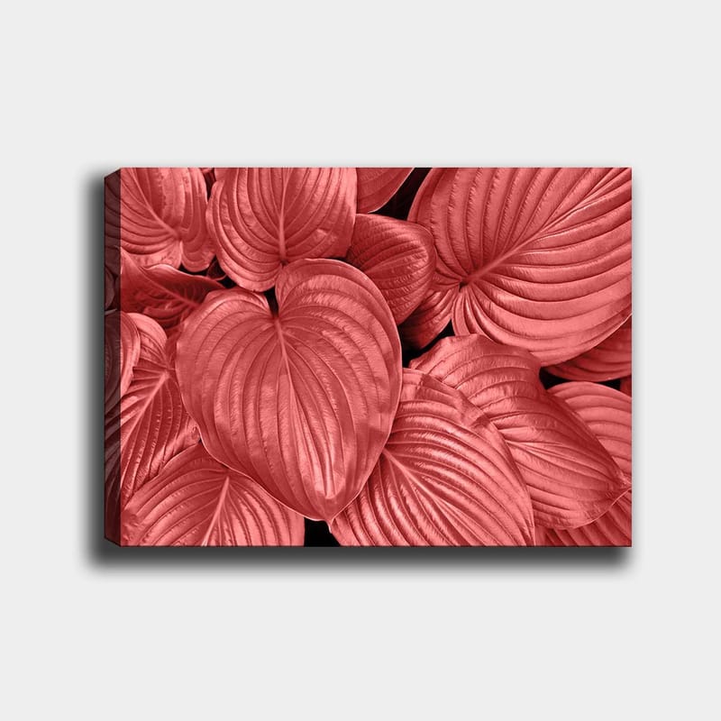 Lerretsbilde 70x100 cm - Nærbilde av vakre, røde blader med klare årer, Rød / Svart