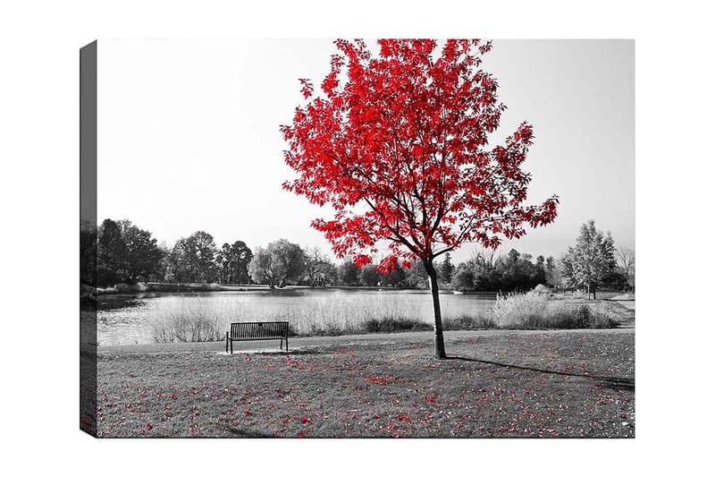 Lerretsbilde 70x100 cm - Rødt løvfellende tre i et svart-hvitt parkmiljø ved en innsjø, Rød / Svart / Grå