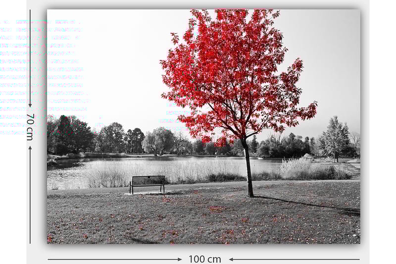 Lerretsbilde 70x100 cm - Rødt løvfellende tre i et svart-hvitt parkmiljø ved en innsjø - Rød / Svart / Grå - Interiør - Maleri & posters - Lerretsbilder