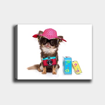 Lerretsbilde 70x100 cm - Søt chihuahua med solhatt og solbriller, med et kamera hengende rundt halsen - Rosa / Blå / Rød - Interiør - Maleri & posters - Lerretsbilder