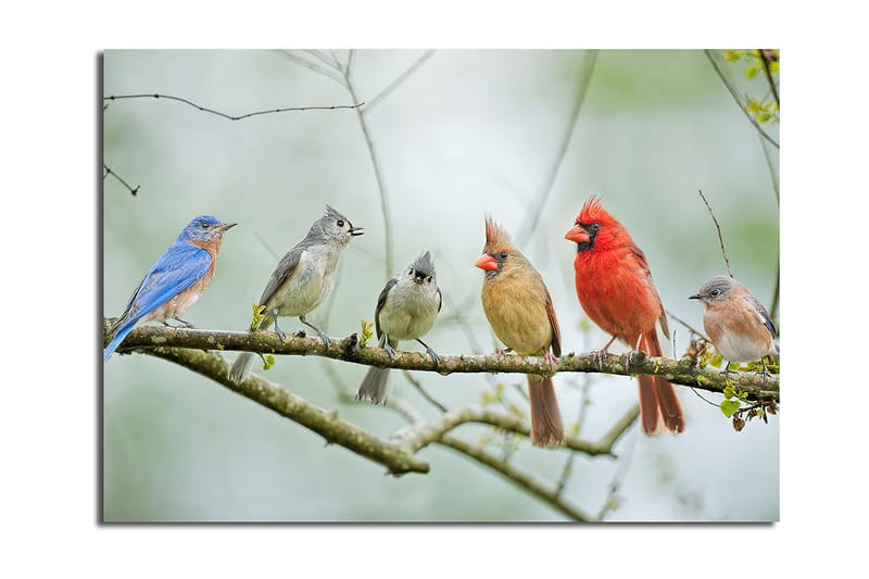 Lerretsbilde 70x100 cm - Samling av fargerike fugler som sitter på en gren, Blå / Rød / Grå