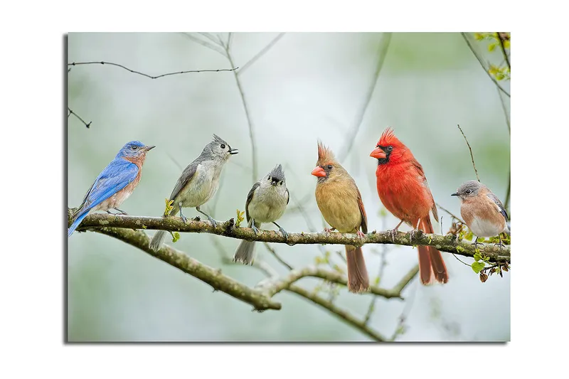 Lerretsbilde 70x100 cm - Samling av fargerike fugler som sitter på en gren, Blå / Rød / Grå