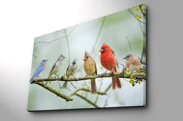 Lerretsbilde 70x100 cm - Samling av fargerike fugler som sitter på en gren - Blå / Rød / Grå - Interiør - Maleri & posters - Lerretsbilder