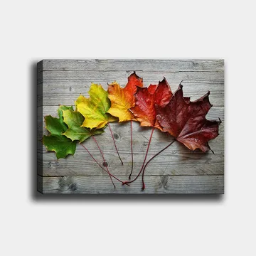 Lerretsbilde 70x100 cm - Samling av fargerike høstblader i forskjellige nyanser på en treflate - Grønn / Gul / Rød - Interiør - Maleri & posters - Lerretsbilder