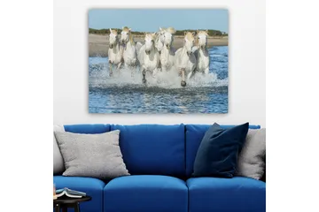 Lerretsbilde 70x100 cm - Seks hvite hester galopperer gjennom vannet - Hvit / Lys blond - Interiør - Maleri & posters - Lerretsbilder