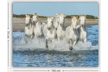 Lerretsbilde 70x100 cm - Seks hvite hester galopperer gjennom vannet - Hvit / Lys blond - Interiør - Maleri & posters - Lerretsbilder