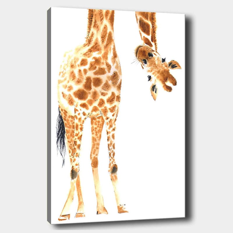 Lerretsbilde 70x100 cm - Sjiraff med karakteristiske flekker som strekker seg mot betrakteren, Oransje / Brun / Svart