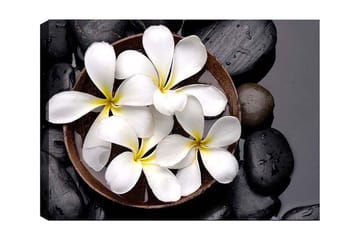 Lerretsbilde 70x100 cm - Skål med hvite blomster og svarte steiner - Hvit / Svart / Gul - Interiør - Maleri & posters - Lerretsbilder