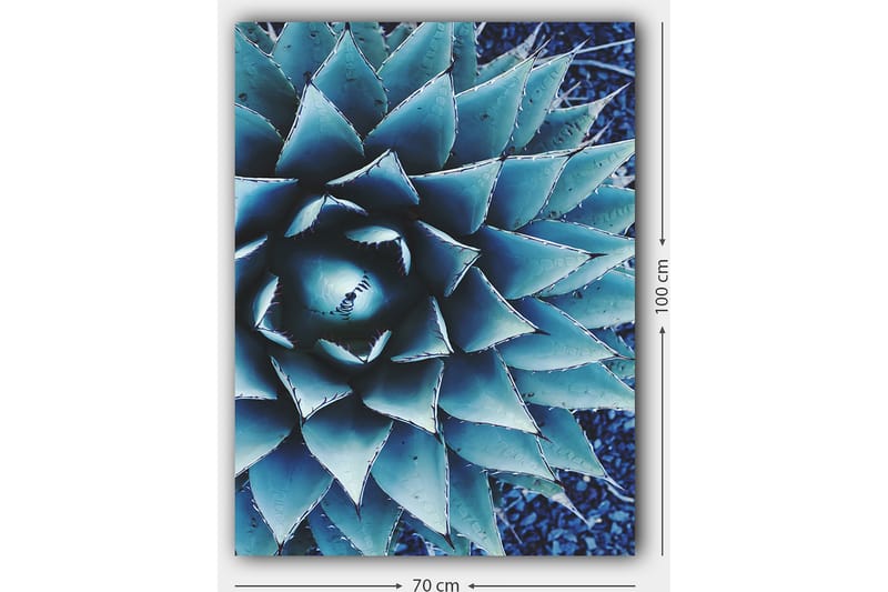 Lerretsbilde 70x100 cm - Stilisert bilde av en agaveplante med fokus på dens symmetriske bladstruktur - Blå / Grønn - Interiør - Maleri & posters - Lerretsbilder