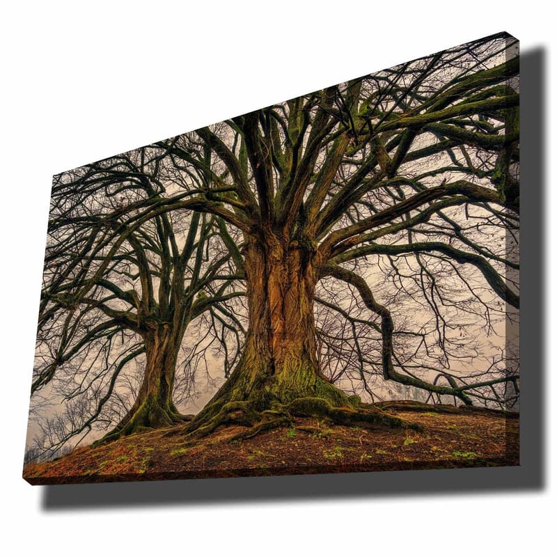 Lerretsbilde 70x100 cm - Storslåtte trær med sterke grener og detaljert bark, Mørk brun / Grønn / Beige