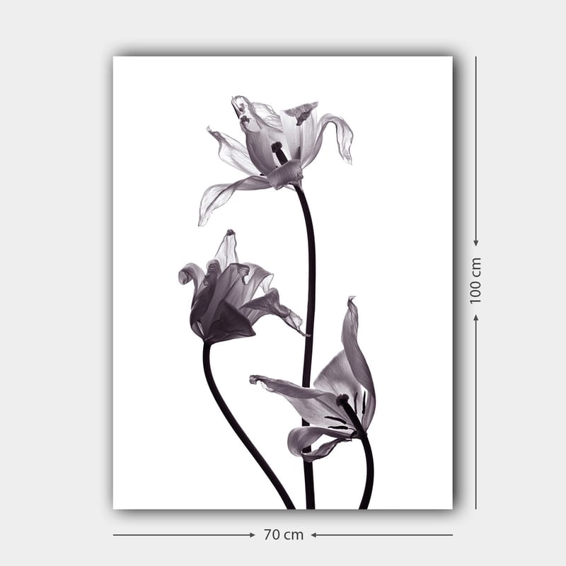 Lerretsbilde 70x100 cm - Svart-hvite tulipaner med elegante former som strekker seg mot toppen - Svart / Grå - Interiør - Maleri & posters - Lerretsbilder