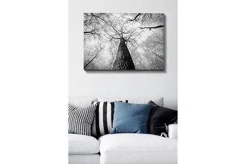 Lerretsbilde 70x100 cm - Svart-hvitt-bilde av et tre som strekker seg opp mot en lys himmel, sett fra bakken - Svart / Hvit / Grå - Interiør - Maleri & posters - Lerretsbilder