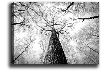 Lerretsbilde 70x100 cm - Svart-hvitt-bilde av et tre som strekker seg opp mot en lys himmel, sett fra bakken - Svart / Hvit / Grå - Interiør - Maleri & posters - Lerretsbilder