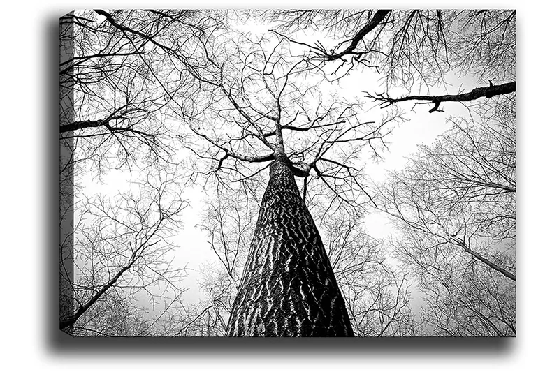 Lerretsbilde 70x100 cm - Svart-hvitt-bilde av et tre som strekker seg opp mot en lys himmel, sett fra bakken - Svart / Hvit / Grå - Interiør - Maleri & posters - Lerretsbilder