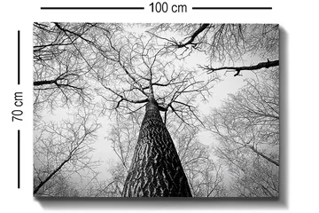 Lerretsbilde 70x100 cm - Svart-hvitt-bilde av et tre som strekker seg opp mot en lys himmel, sett fra bakken - Svart / Hvit / Grå - Interiør - Maleri & posters - Lerretsbilder