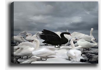 Lerretsbilde 70x100 cm - Svart svane omgitt av flere hvite svaner på en steinete strand - Hvit / Svart / Grå - Interiør - Maleri & posters - Lerretsbilder