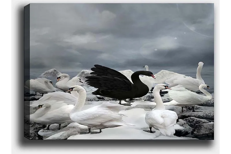 Lerretsbilde 70x100 cm - Svart svane omgitt av flere hvite svaner på en steinete strand - Hvit / Svart / Grå - Interiør - Maleri & posters - Lerretsbilder