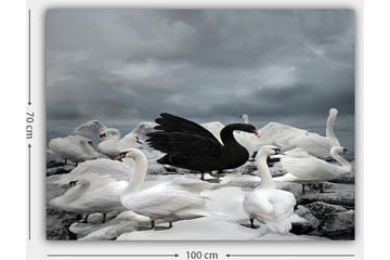 Lerretsbilde 70x100 cm - Svart svane omgitt av flere hvite svaner på en steinete strand - Hvit / Svart / Grå - Interiør - Maleri & posters - Lerretsbilder