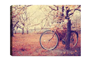 Lerretsbilde 70x100 cm - Sykkel lent mot et tre i en blomstrende frukthage om våren - Oransje / Brun / Grå - Interiør - Maleri & posters - Lerretsbilder