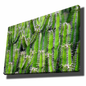 Lerretsbilde 70x100 cm - Tett samling av kaktus med lange, smale stilker og torner - Grønn / Lys grønn - Interiør - Maleri & posters - Lerretsbilder