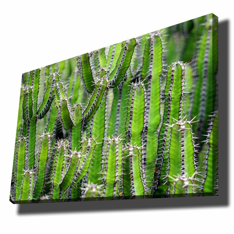 Lerretsbilde 70x100 cm - Tett samling av kaktus med lange, smale stilker og torner, Grønn / Lys grønn