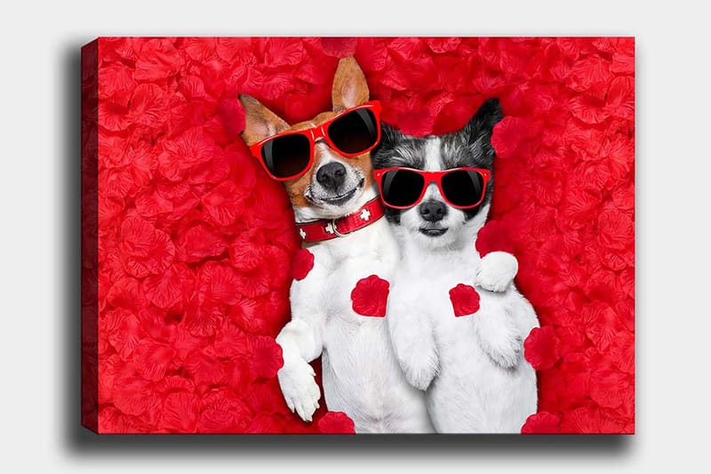Lerretsbilde 70x100 cm - To hunder som ligger sammen på en rød blomsterbakgrunn, med solbriller, Rød / Hvit / Svart