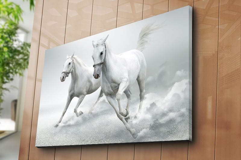 Lerretsbilde 70x100 cm - To hvite hester galopperer fremover i en dynamisk bevegelse - Hvit / Grå - Interiør - Maleri & posters - Lerretsbilder