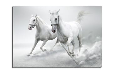 Lerretsbilde 70x100 cm - To hvite hester galopperer fremover i en dynamisk bevegelse - Hvit / Grå - Interiør - Maleri & posters - Lerretsbilder