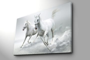 Lerretsbilde 70x100 cm - To hvite hester galopperer fremover i en dynamisk bevegelse - Hvit / Grå - Interiør - Maleri & posters - Lerretsbilder