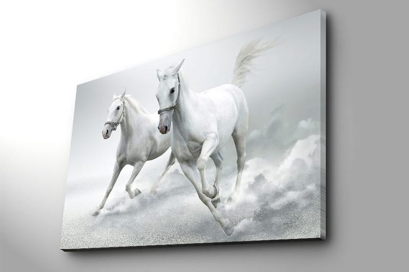 Lerretsbilde 70x100 cm - To hvite hester galopperer fremover i en dynamisk bevegelse - Hvit / Grå - Interiør - Maleri & posters - Lerretsbilder