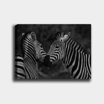 Lerretsbilde 70x100 cm - To sebraer som står tett inntil hverandre og viser sin samhørighet - Svart / Hvit - Interiør - Maleri & posters - Lerretsbilder