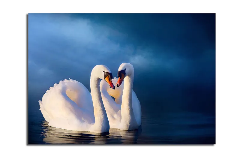 Lerretsbilde 70x100 cm - To svaner som danner et hjerte med halsen i en romantisk og fredelig atmosfære, Hvit / Mørk blå