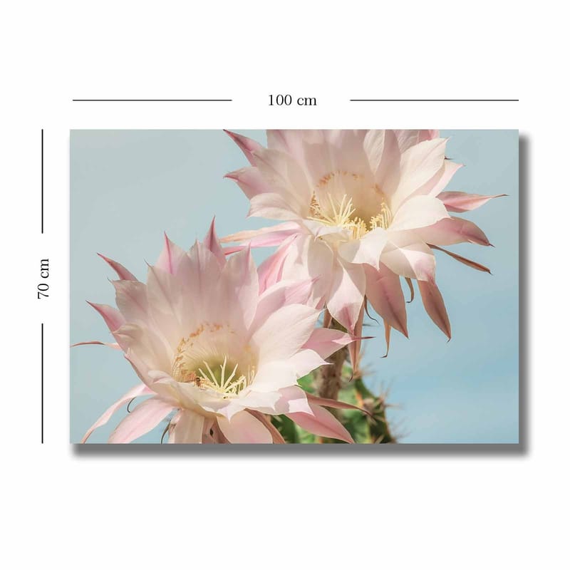 Lerretsbilde 70x100 cm - To vakre kaktusblomster i pastellfarger - Lys rosa / Grønn - Interiør - Maleri & posters - Lerretsbilder