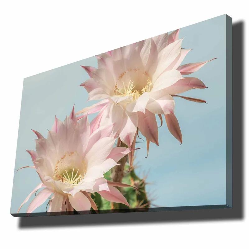 Lerretsbilde 70x100 cm - To vakre kaktusblomster i pastellfarger, Lys rosa / Grønn