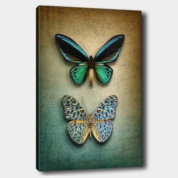 Lerretsbilde 70x100 cm - To vakre sommerfugler i en harmonisk komposisjon - Turkis / Grønn / Blå - Interiør - Maleri & posters - Lerretsbilder