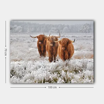 Lerretsbilde 70x100 cm - Tre høylandssauer i et frostlandskap - Oransje / Hvit / Grå - Interiør - Maleri & posters - Lerretsbilder