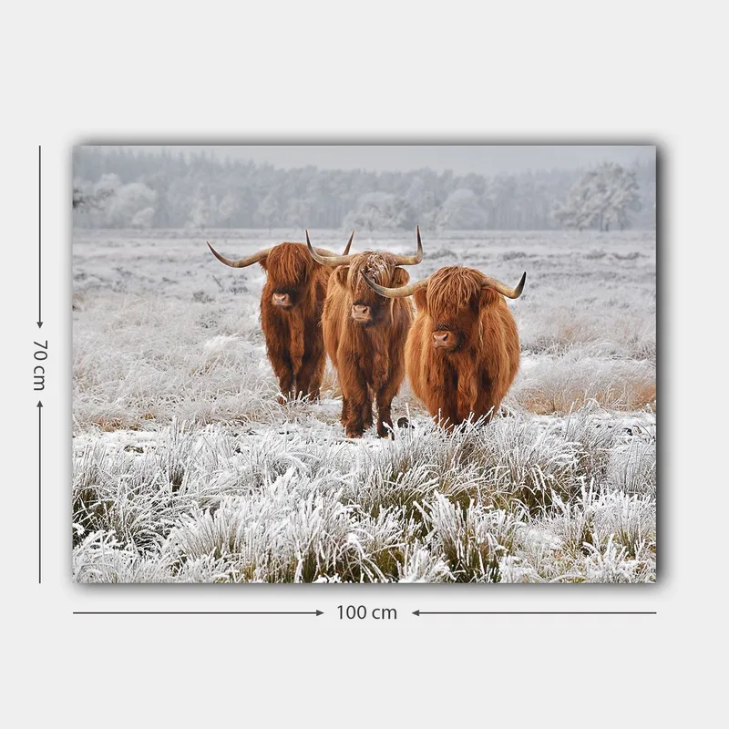 Lerretsbilde 70x100 cm - Tre høylandssauer i et frostlandskap - Oransje / Hvit / Grå - Interiør - Maleri & posters - Lerretsbilder