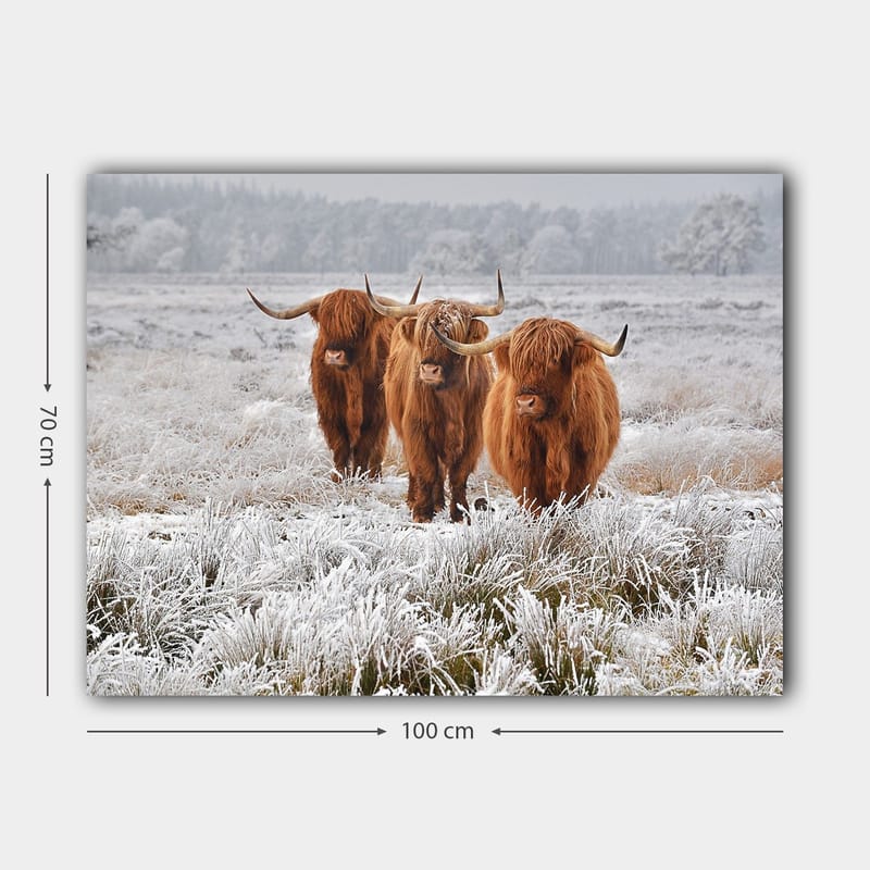Lerretsbilde 70x100 cm - Tre høylandssauer i et frostlandskap - Oransje / Hvit / Grå - Interiør - Maleri & posters - Lerretsbilder