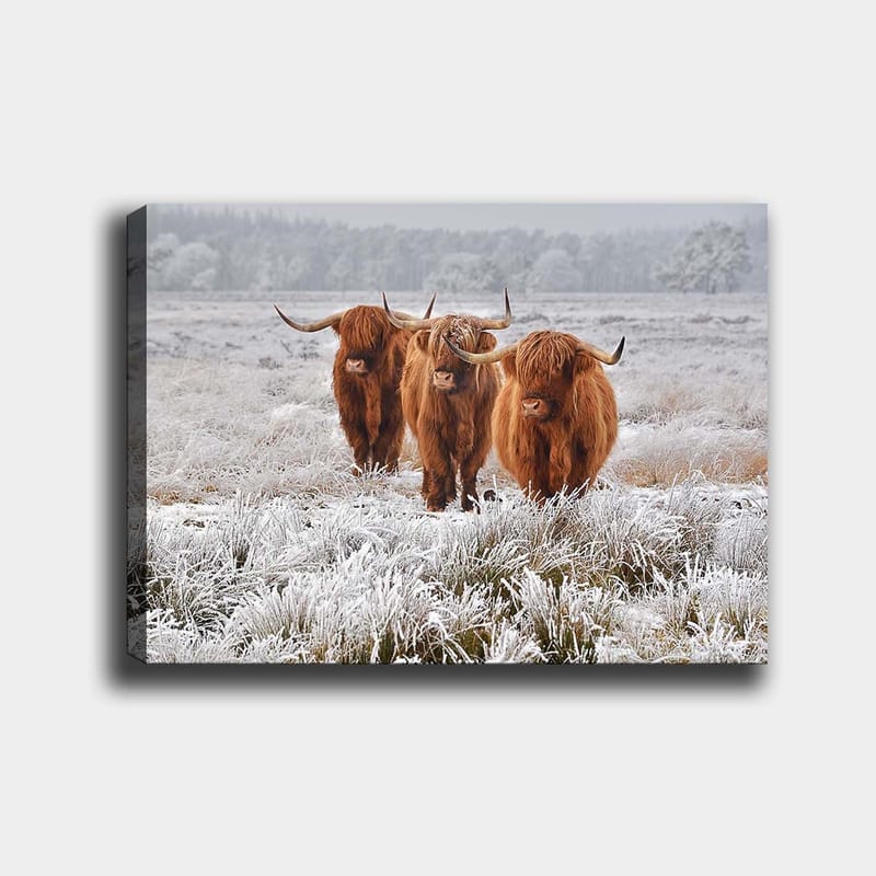 Lerretsbilde 70x100 cm - Tre høylandssauer i et frostlandskap - Oransje / Hvit / Grå - Interiør - Maleri & posters - Lerretsbilder