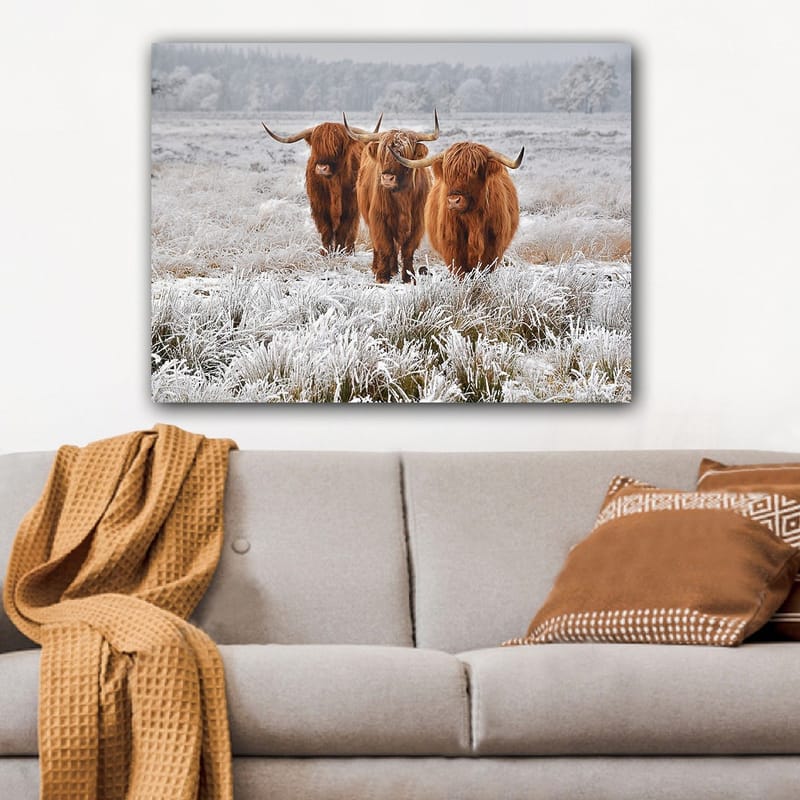 Lerretsbilde 70x100 cm - Tre høylandssauer i et frostlandskap, Oransje / Hvit / Grå